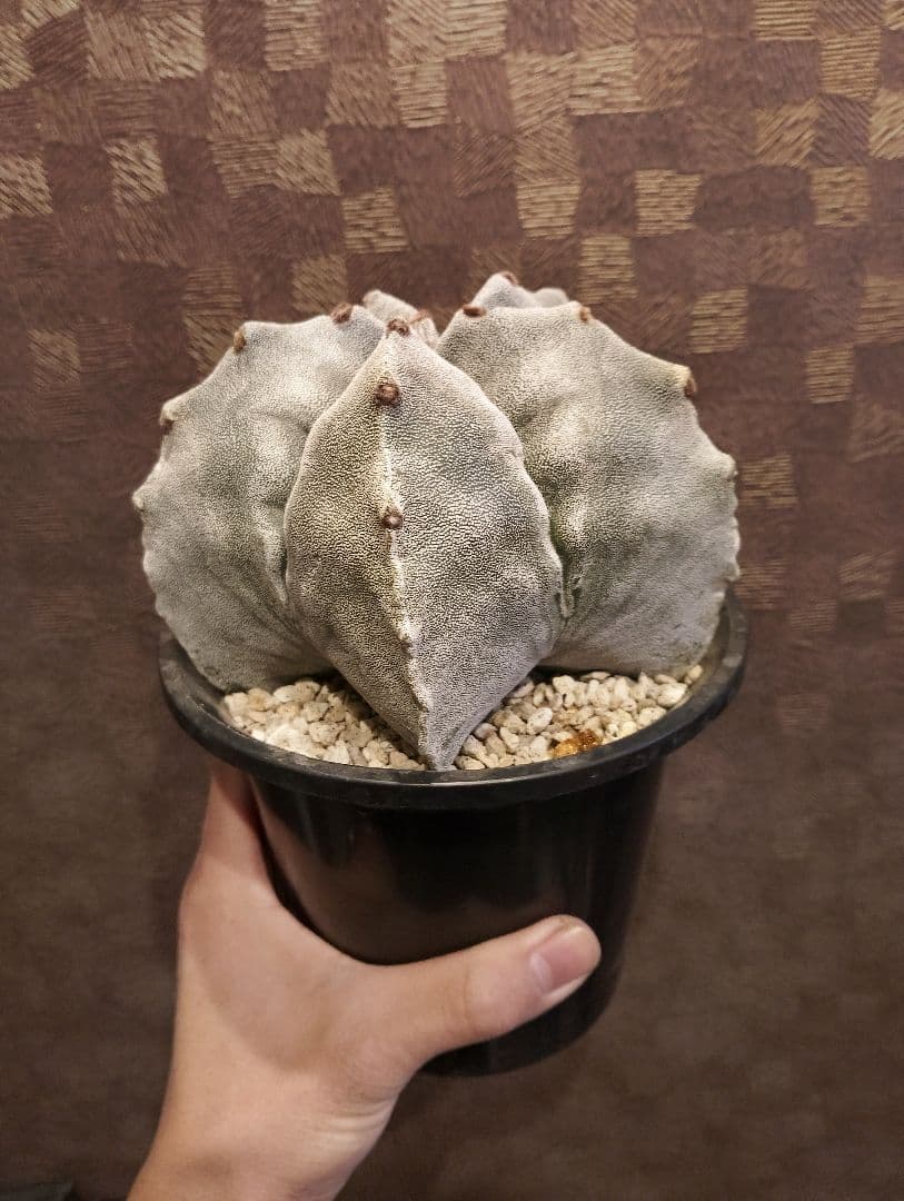 特選 大株 山川 ストロンギ ランポー