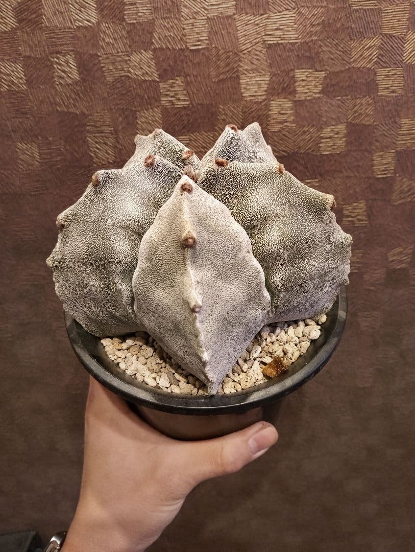 特選 大株 山川 ストロンギ ランポー