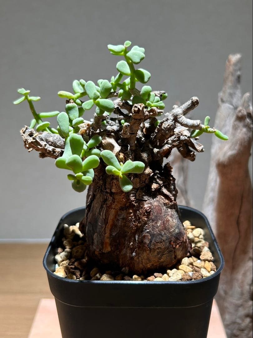 発根済み！ケラリア　ピグマエア　現地球