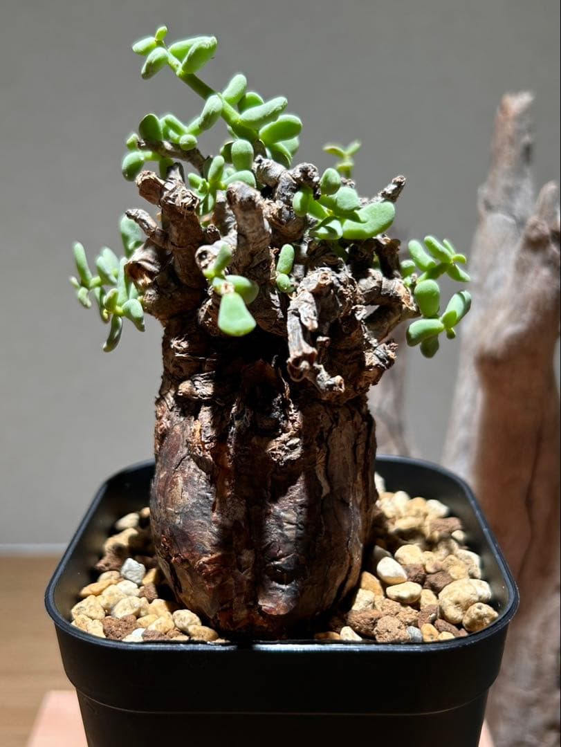 発根済み！ケラリア　ピグマエア　現地球