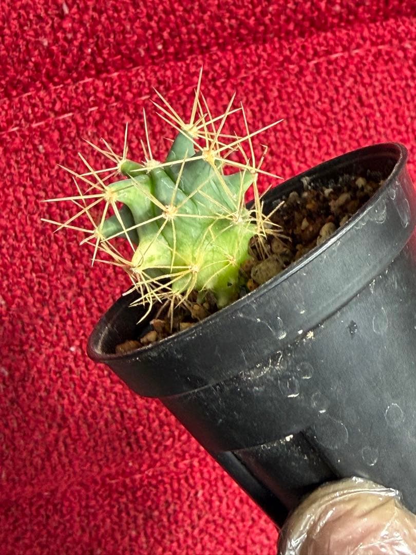 フェロカクタス王冠竜錦◇斑入りドライガーデン多肉サボテン実生アガベ アロエ南国