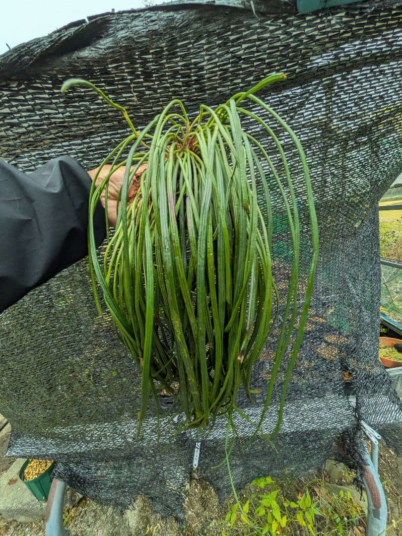や*ょ様 山野草、シダ植物、着生植物　[ナカミシシラン]大株１塊