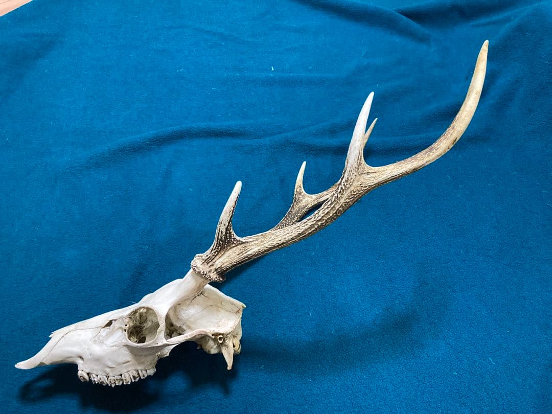 南信州産　ニホンジカ頭骨➕角セット