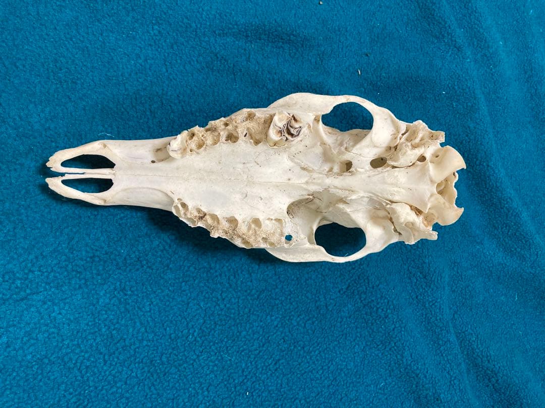 南信州産　ニホンジカ頭骨➕角セット