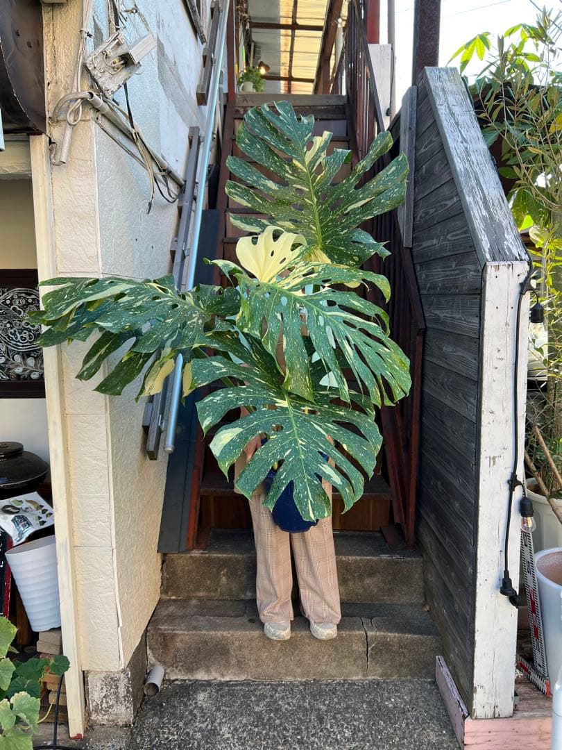 B*S様 現品モンステラ　デリシオーサ　イエローモンスター