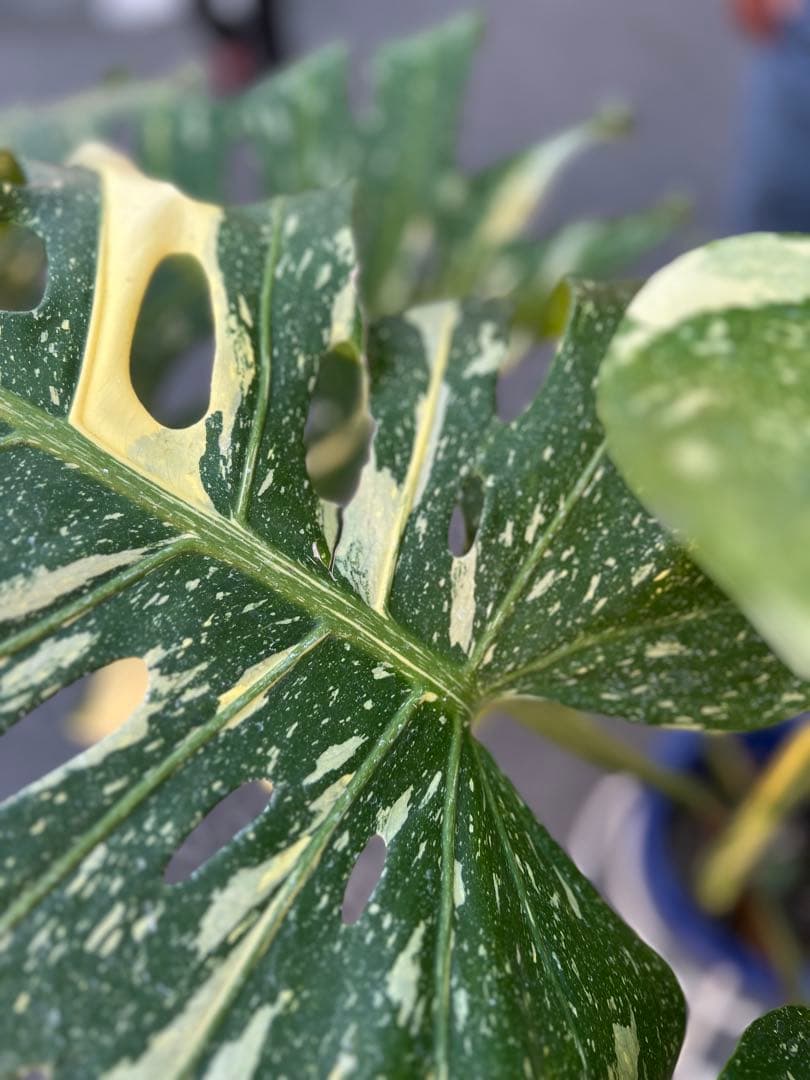 B*S様 現品モンステラ　デリシオーサ　イエローモンスター