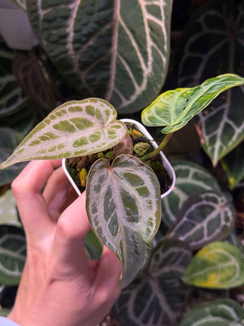 k*i様 Anthurium Red Crystallinum 多芽