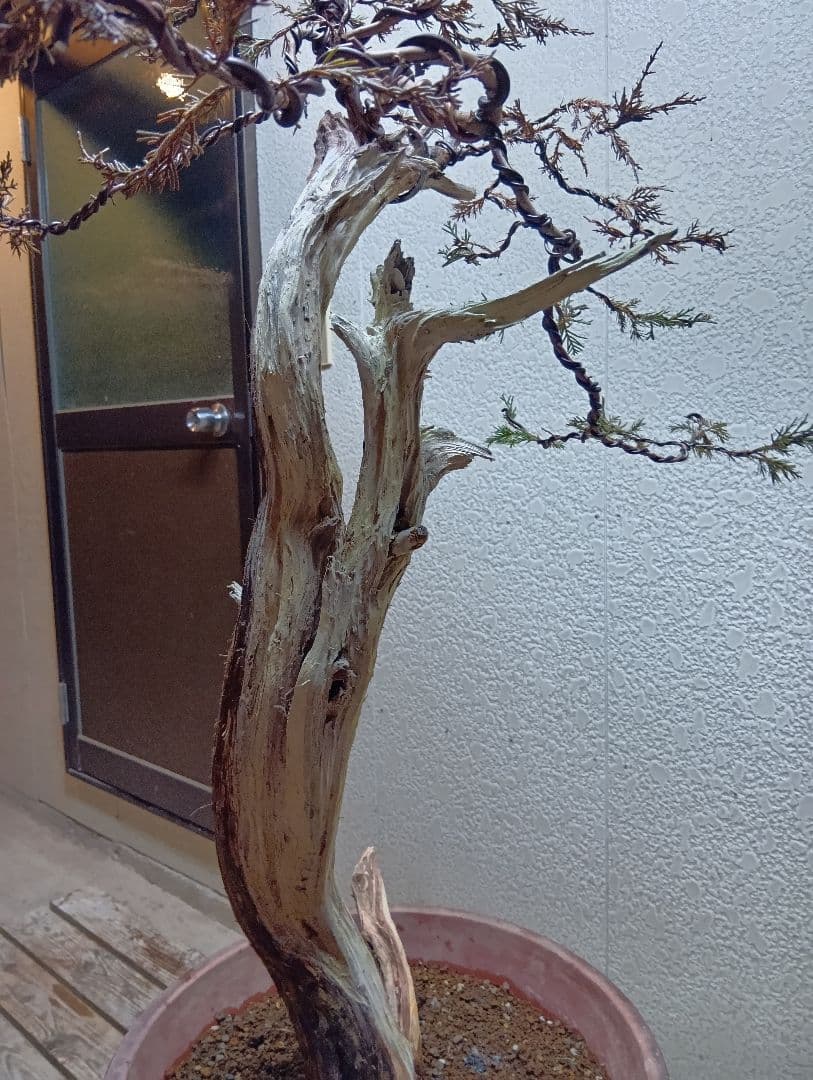 真柏大品盆栽‼️引き取り限定‼️