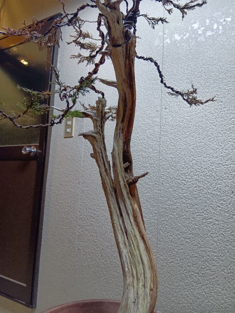 真柏大品盆栽‼️引き取り限定‼️