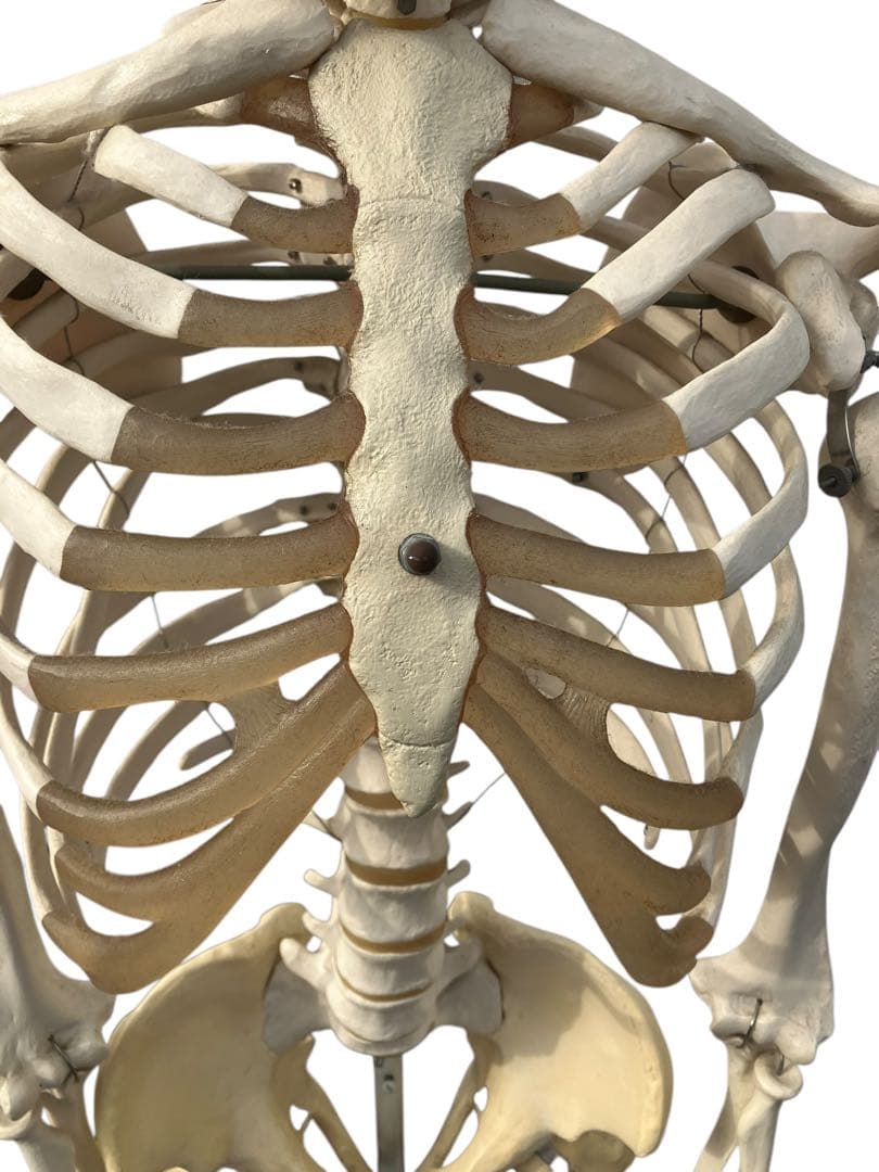 3B Scientific 人体骨格模型 約170cm 全身骨格 キャスター付き