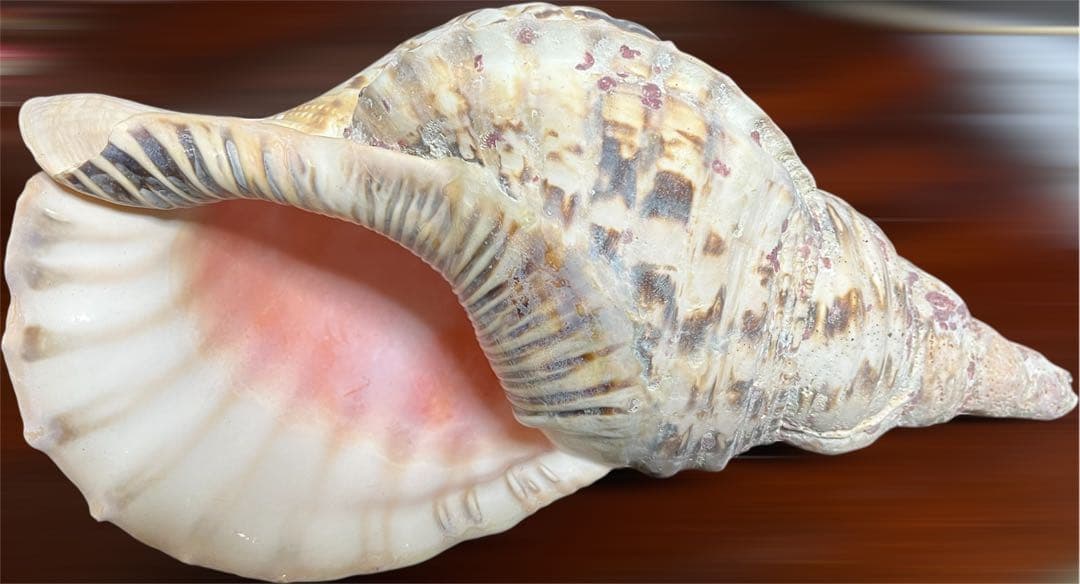 希少　法螺貝　直線34cm 沖縄　インテリア