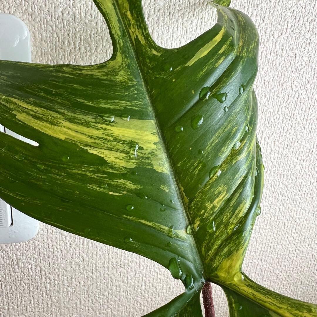 フィロデンドロン　フロリダビューティ