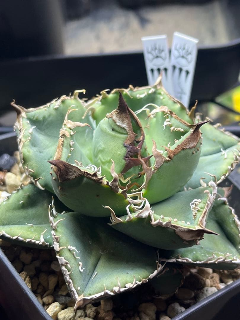 アガベ チタノタ　Dennis産　麻花　ぶつぶつ