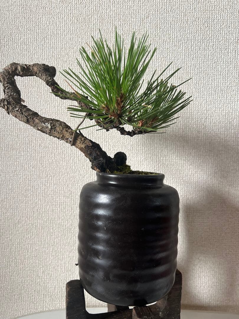 黒松盆栽
