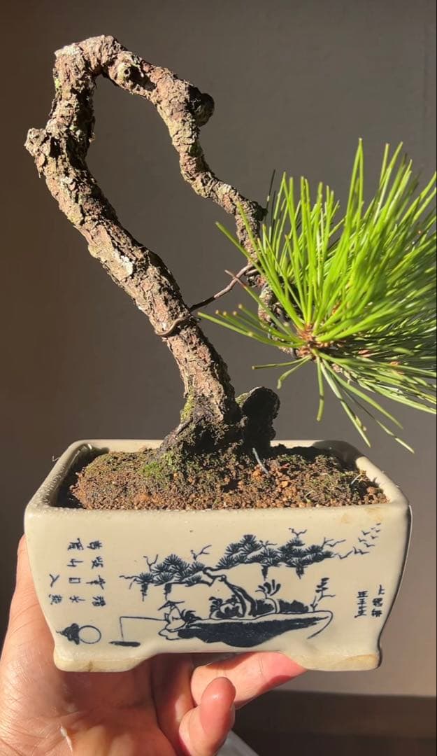 黒松盆栽