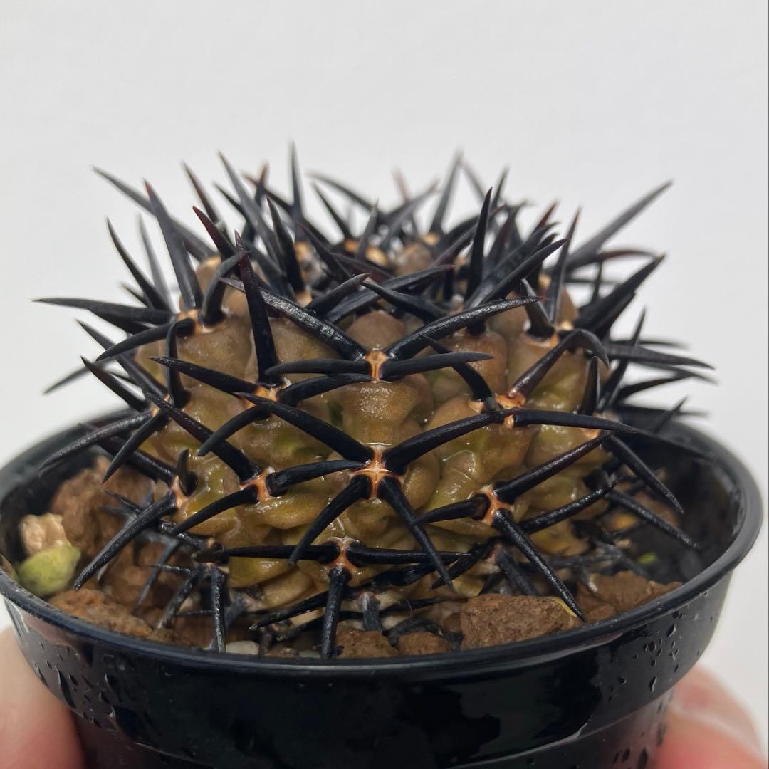 ギムノカリキウム 黒刺鳳頭　狂刺　カキコ　自根　検）コピアポア　黒王丸　アガベ