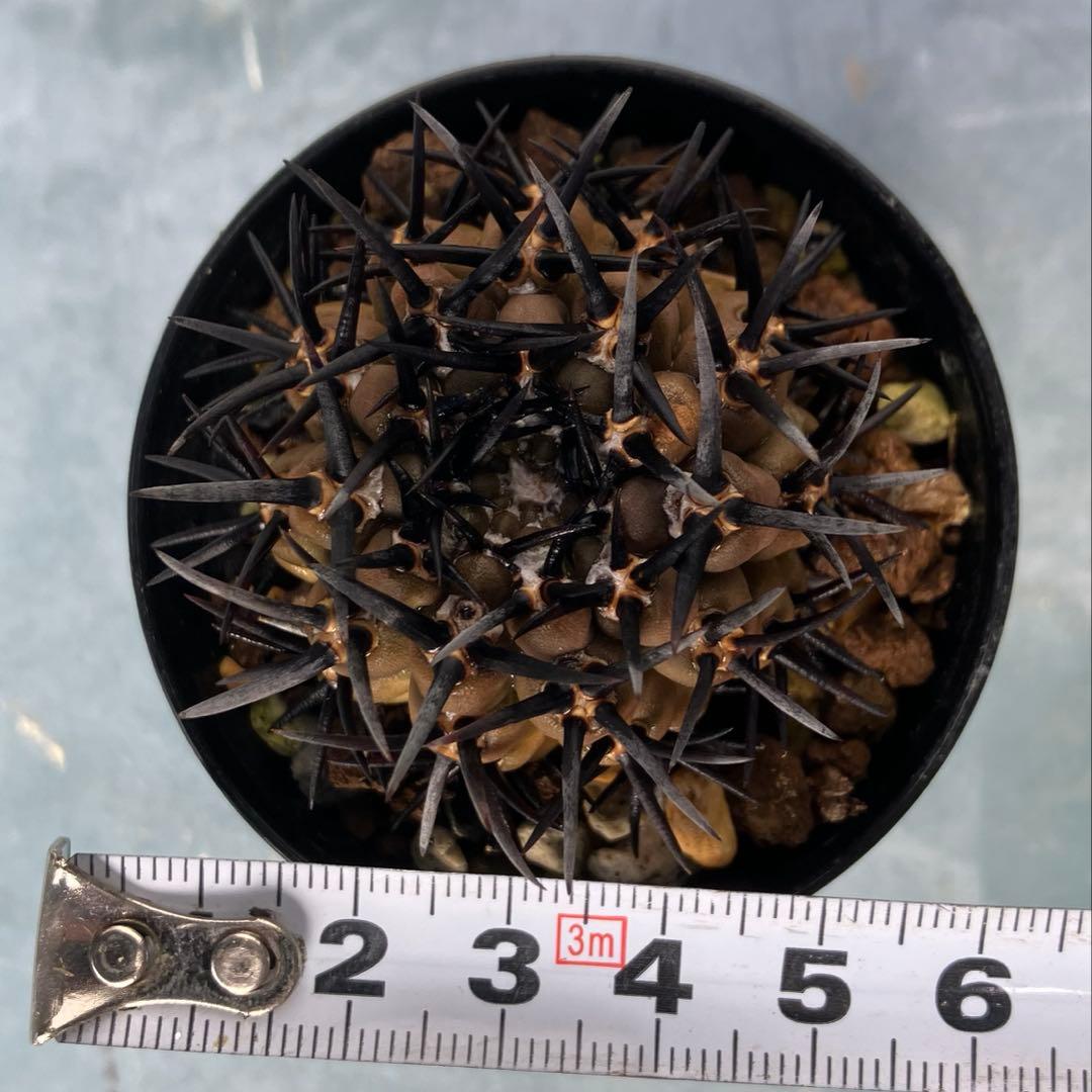 ギムノカリキウム 黒刺鳳頭　狂刺　カキコ　自根　検）コピアポア　黒王丸　アガベ