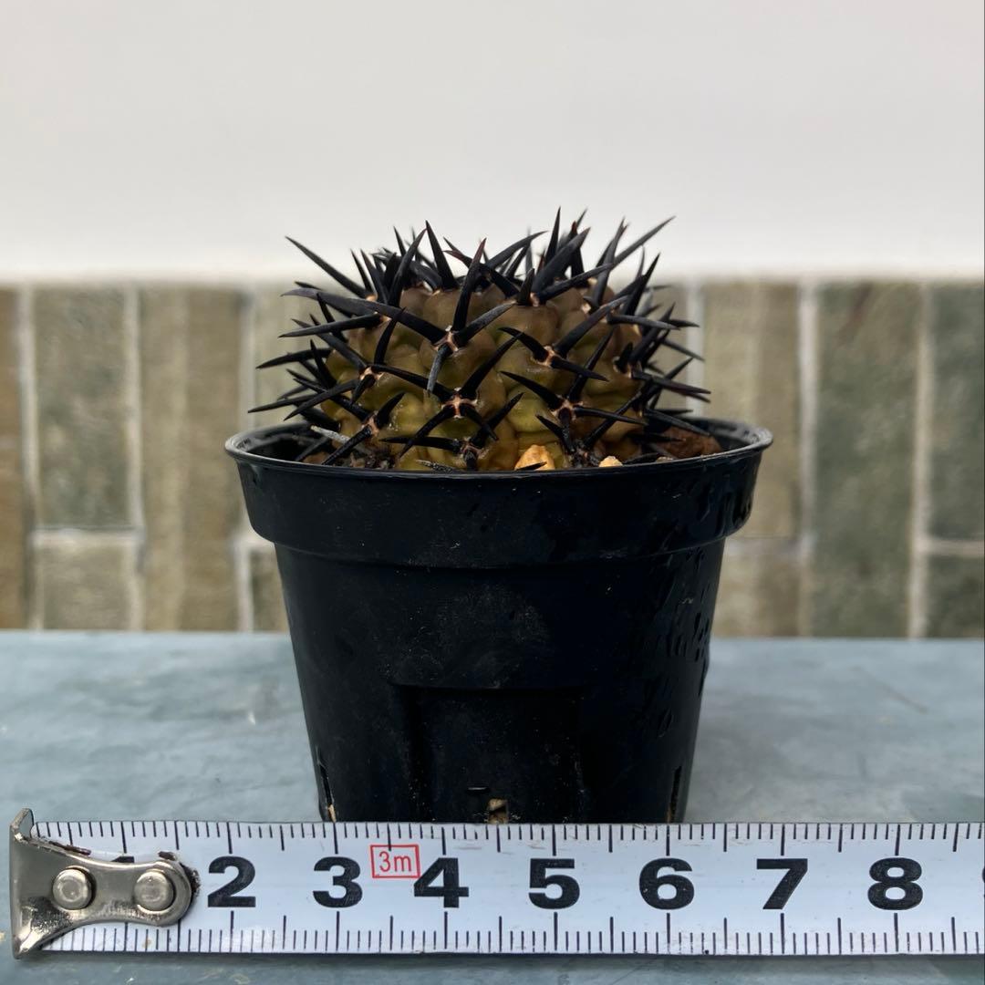 ギムノカリキウム 黒刺鳳頭　狂刺　カキコ　自根　検）コピアポア　黒王丸　アガベ