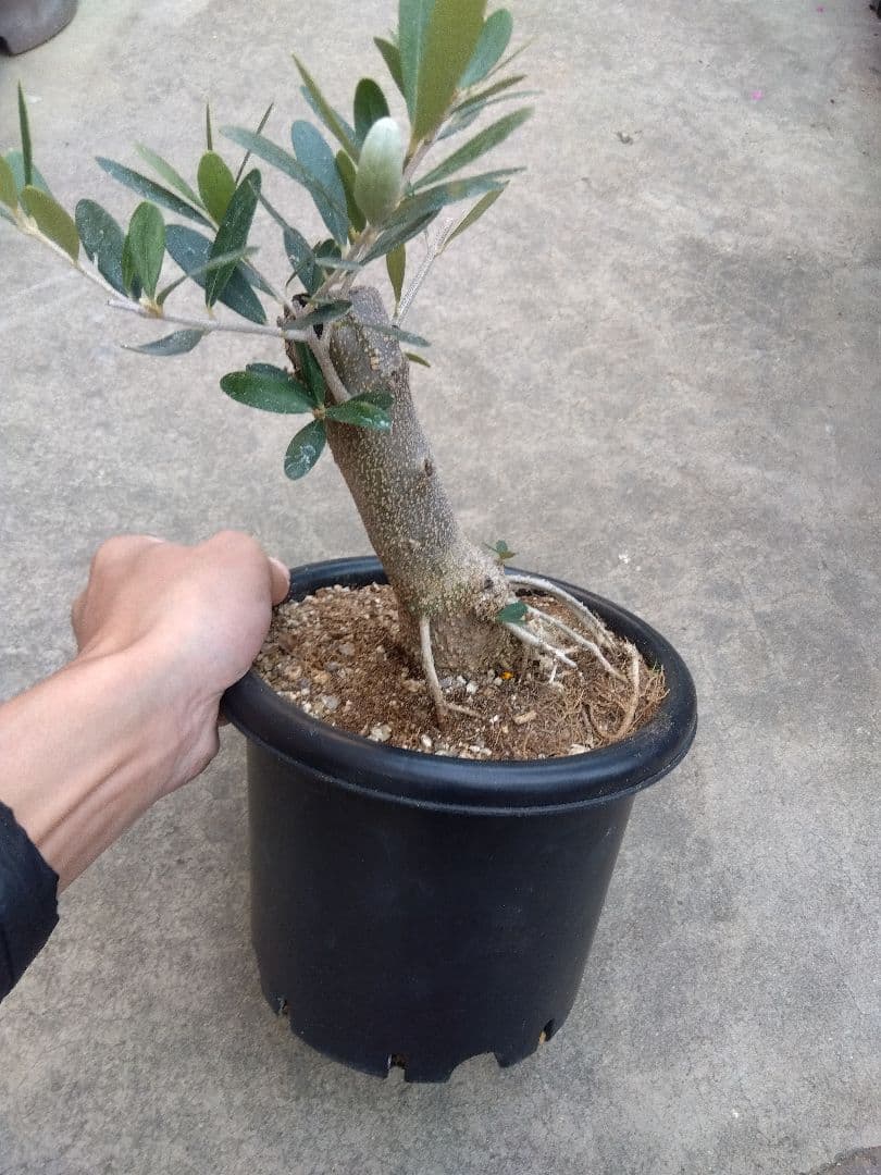 オリーブ　古木　盆栽　6号鉢つき　1日限定スペシャル特価❗　①