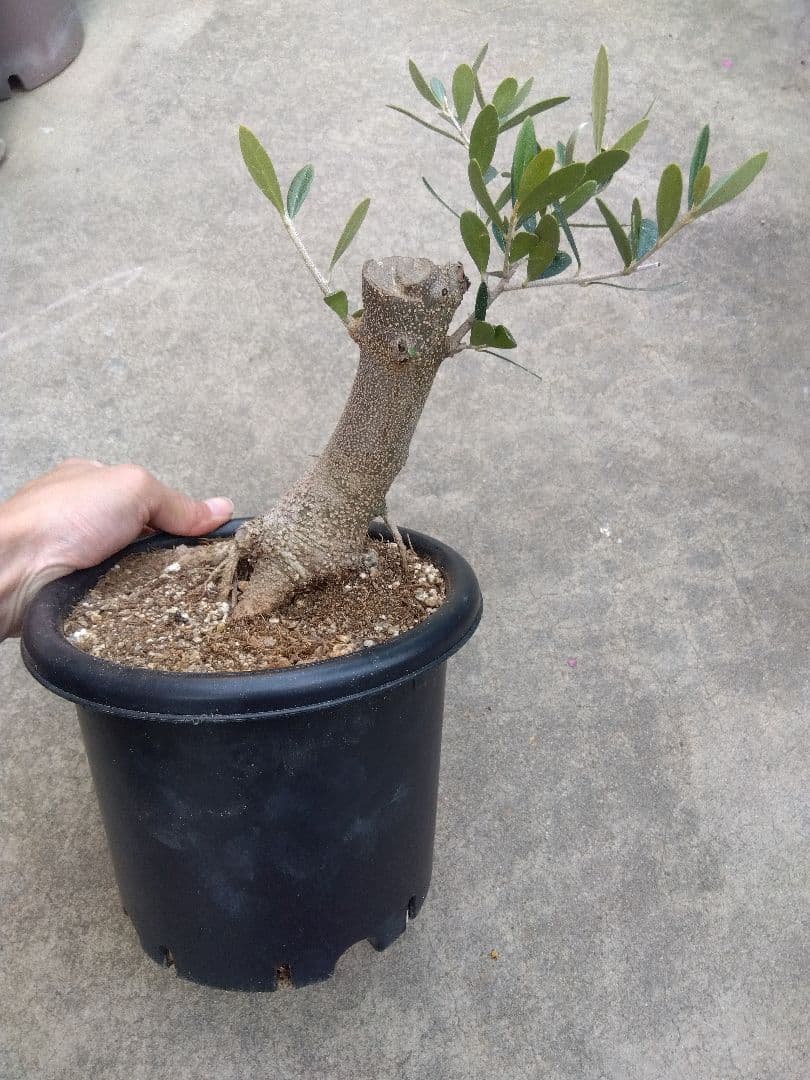 オリーブ　古木　盆栽　6号鉢つき　1日限定スペシャル特価❗　①