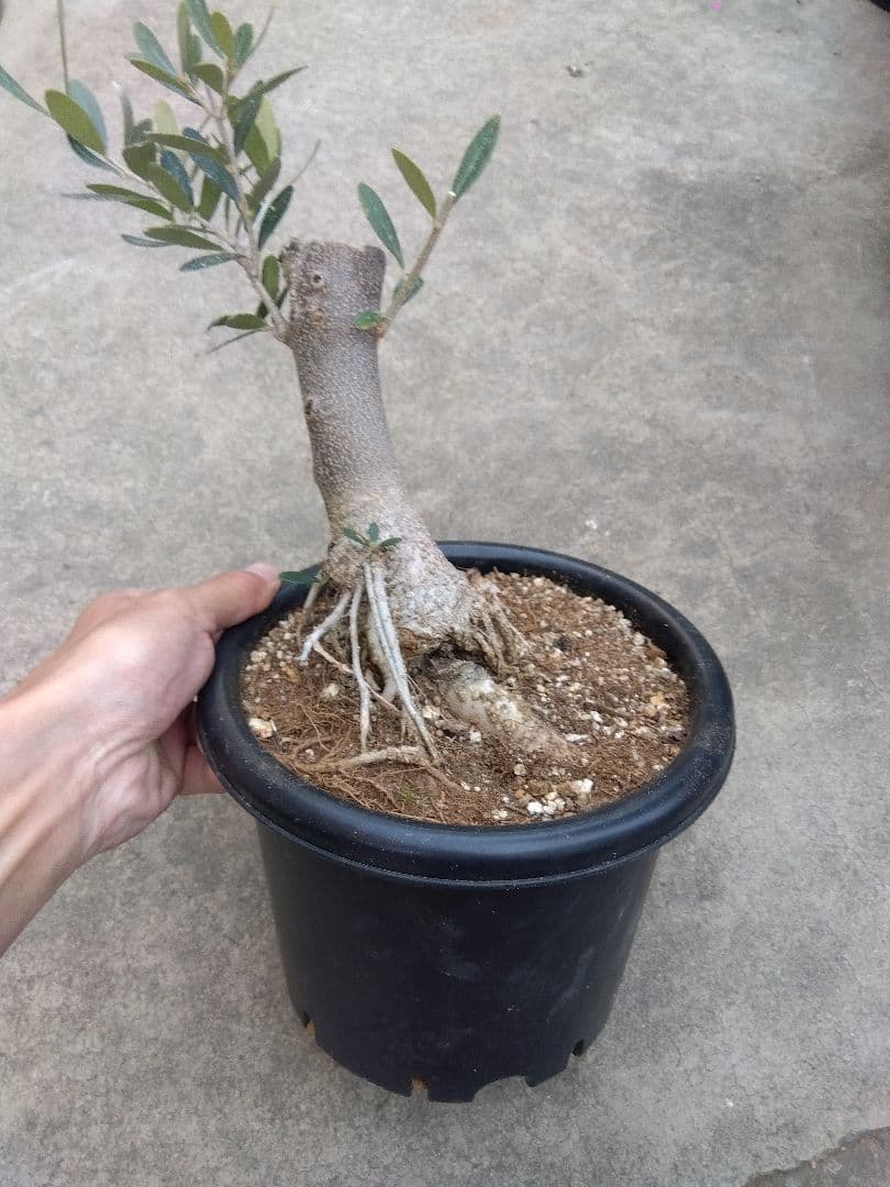 オリーブ　古木　盆栽　6号鉢つき　1日限定スペシャル特価❗　①