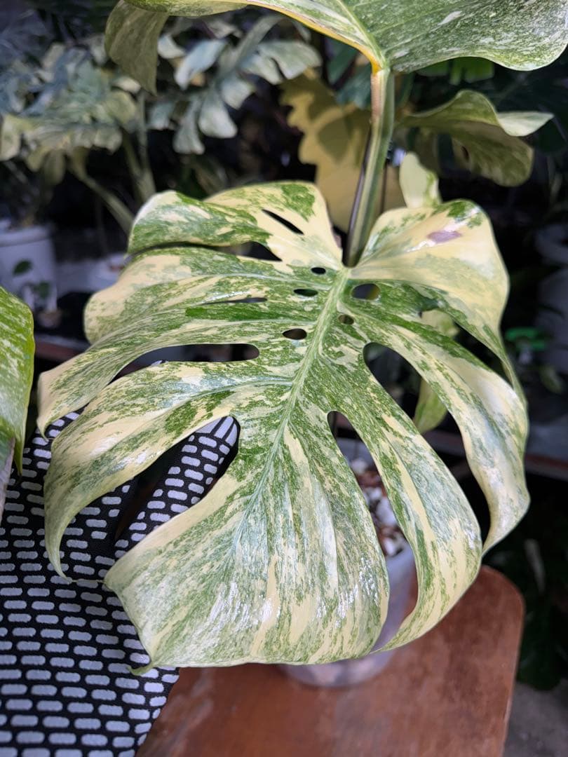 早い者勝ち　モンステラ　デリシオーサ　レガシー　久々絶美斑入り株