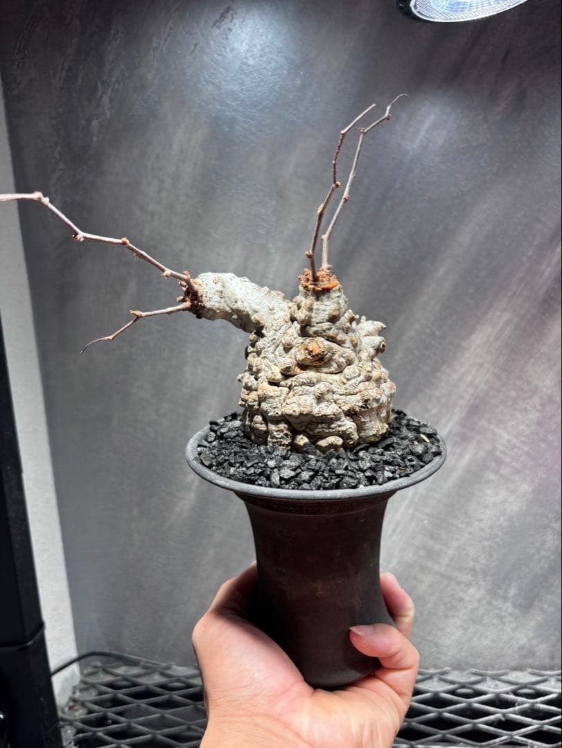 オペルクリカリアパキプスrawlifefactory植え込み