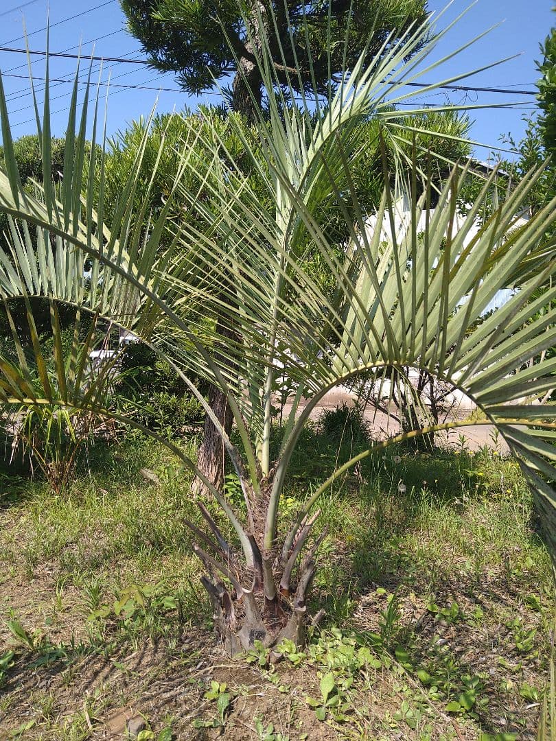 ココスヤシ 引き取り限定