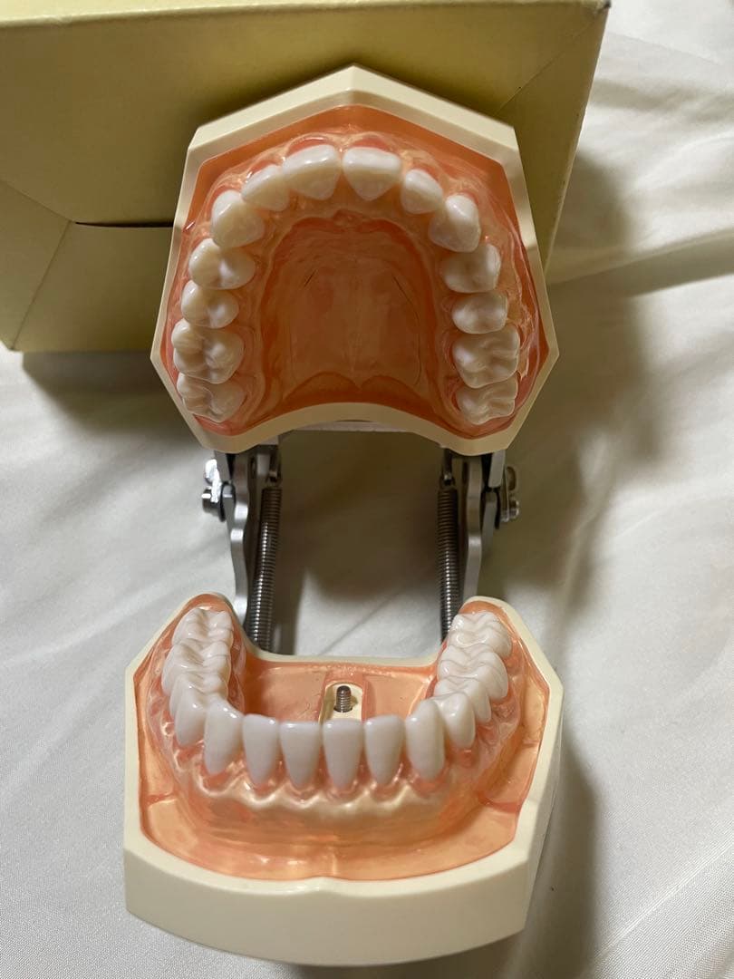 NISSIN ニッシン 顎模型 箱付き