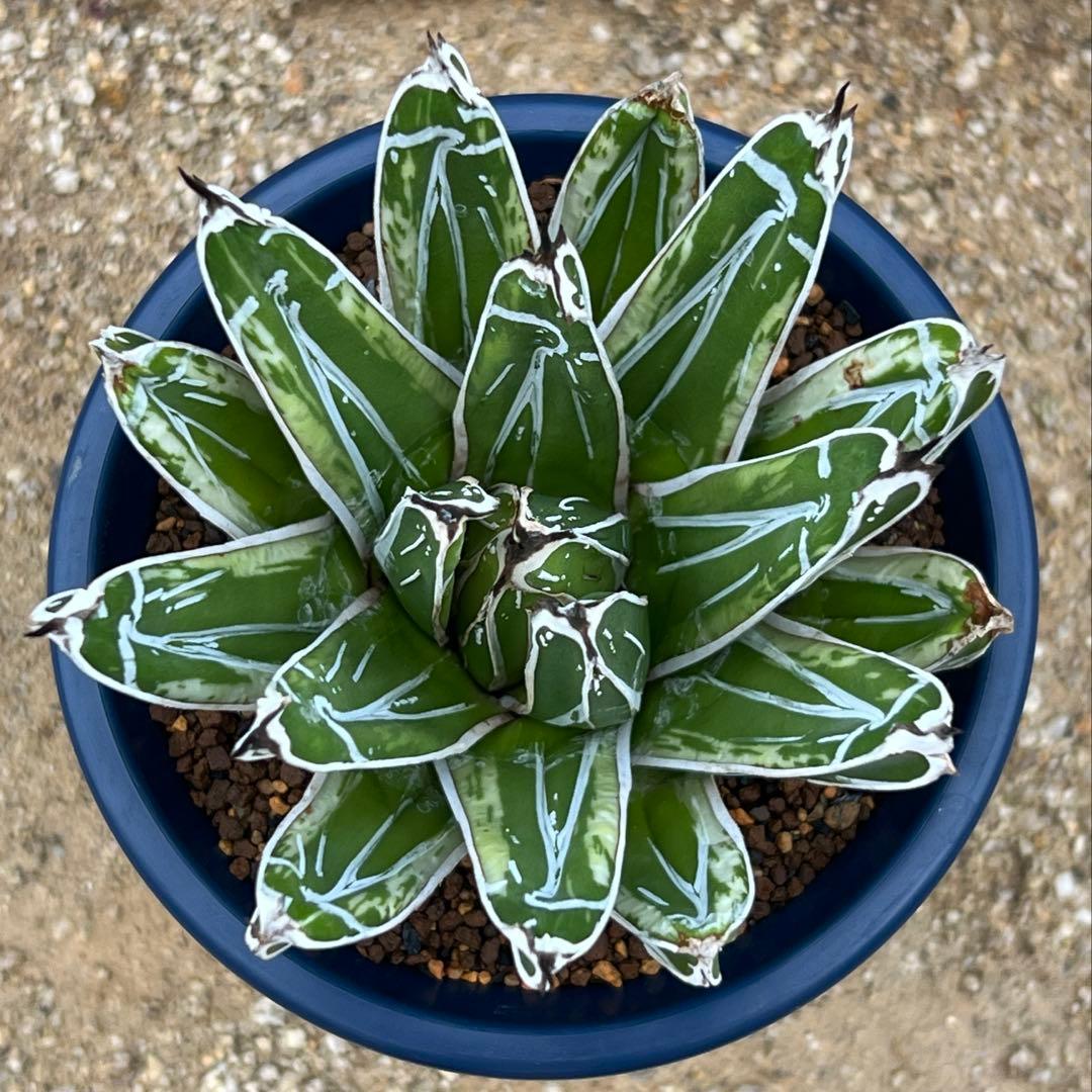 アガベ　笹の雪　極氷山　白虎斑