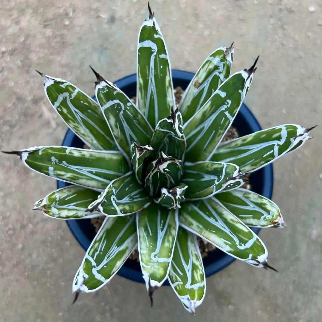 アガベ　笹の雪　極氷山　白虎斑