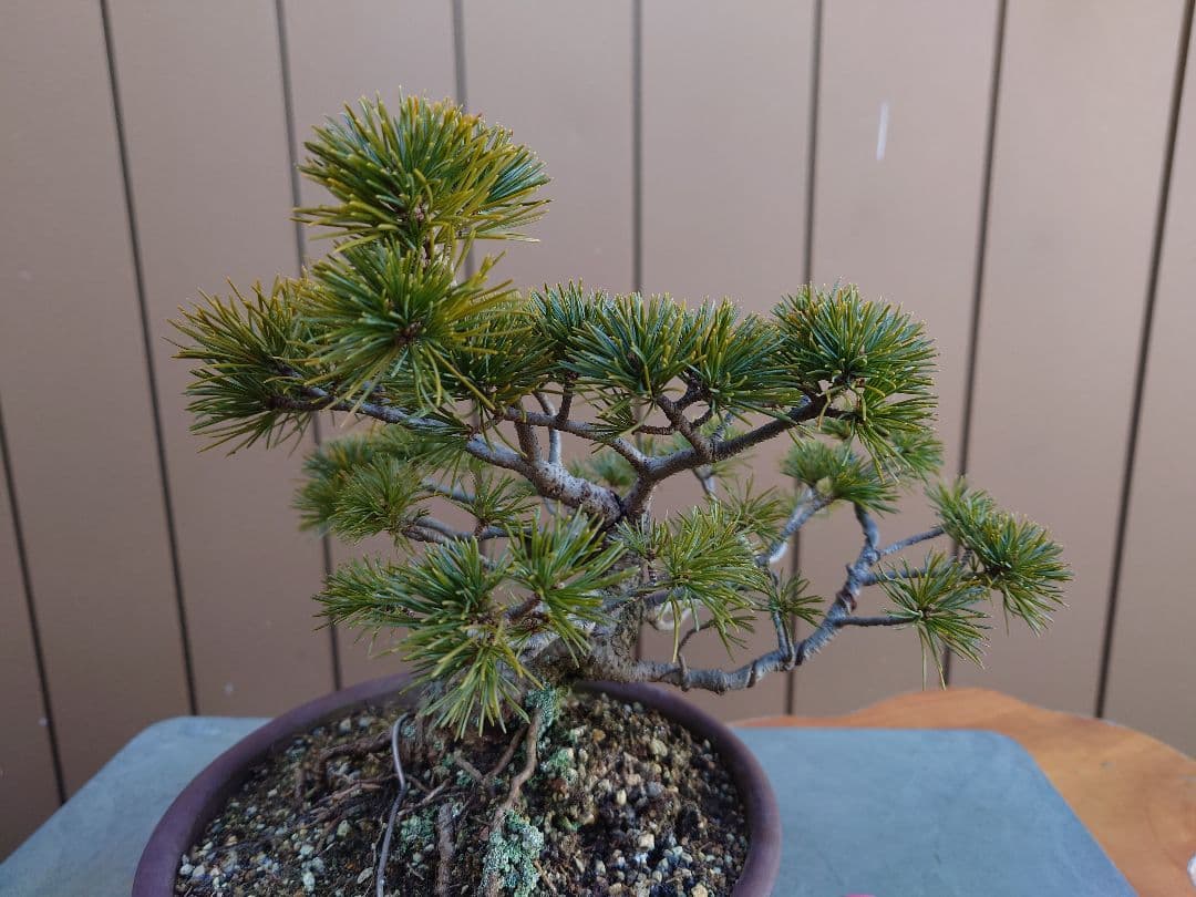 盆栽　松国宝　五葉松　樹高22cm