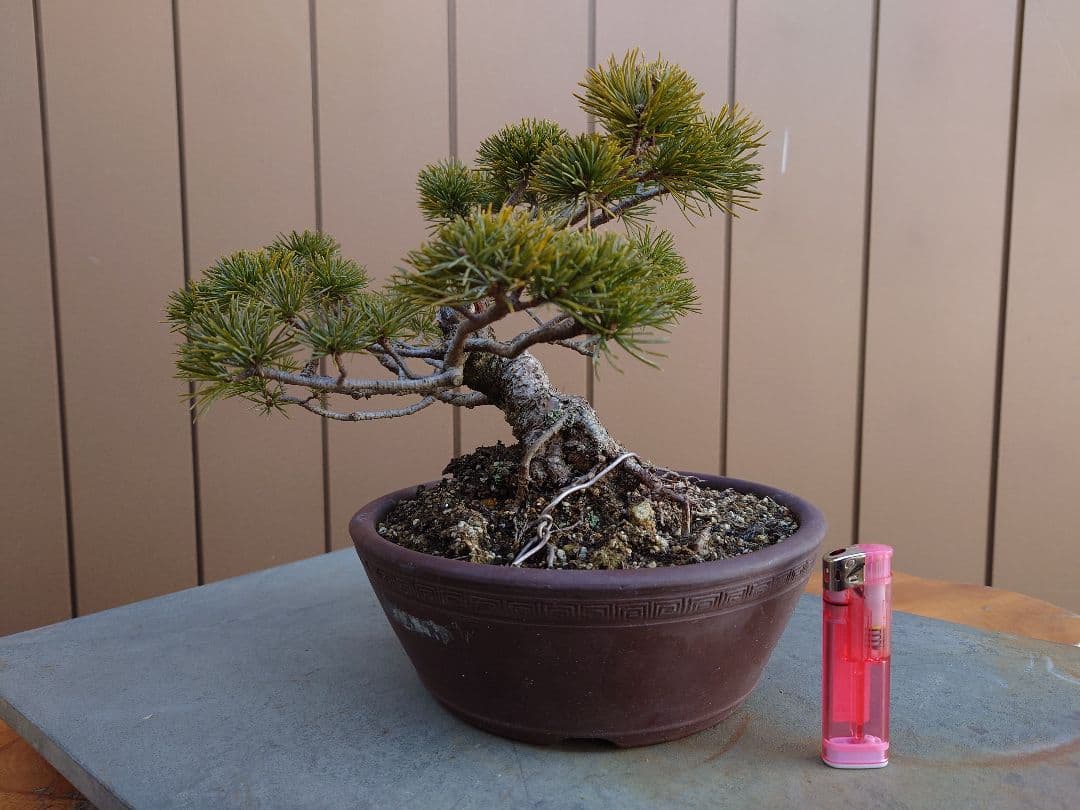 盆栽　松国宝　五葉松　樹高22cm