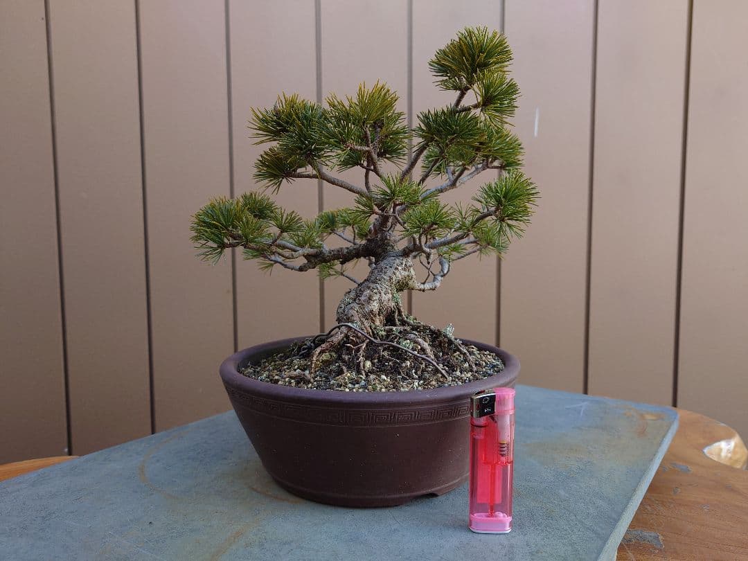 盆栽　松国宝　五葉松　樹高22cm