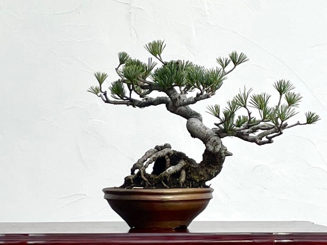 三河盆栽　五葉松　盆栽　ゴヨウ　明星　ミョウジョウ　品種物　今人気品種　古木