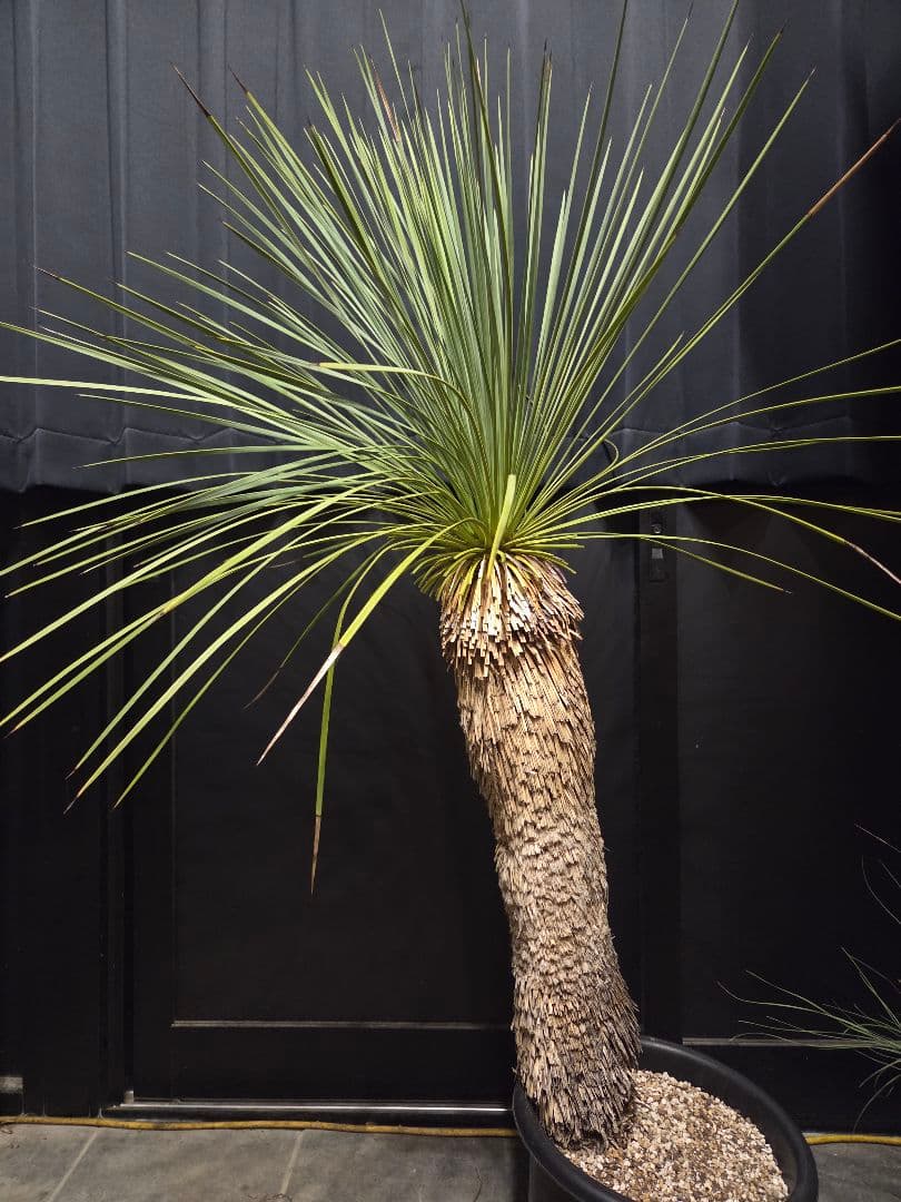 専用出品 セットリピ割 ユッカ リネアリフォリア (せ)