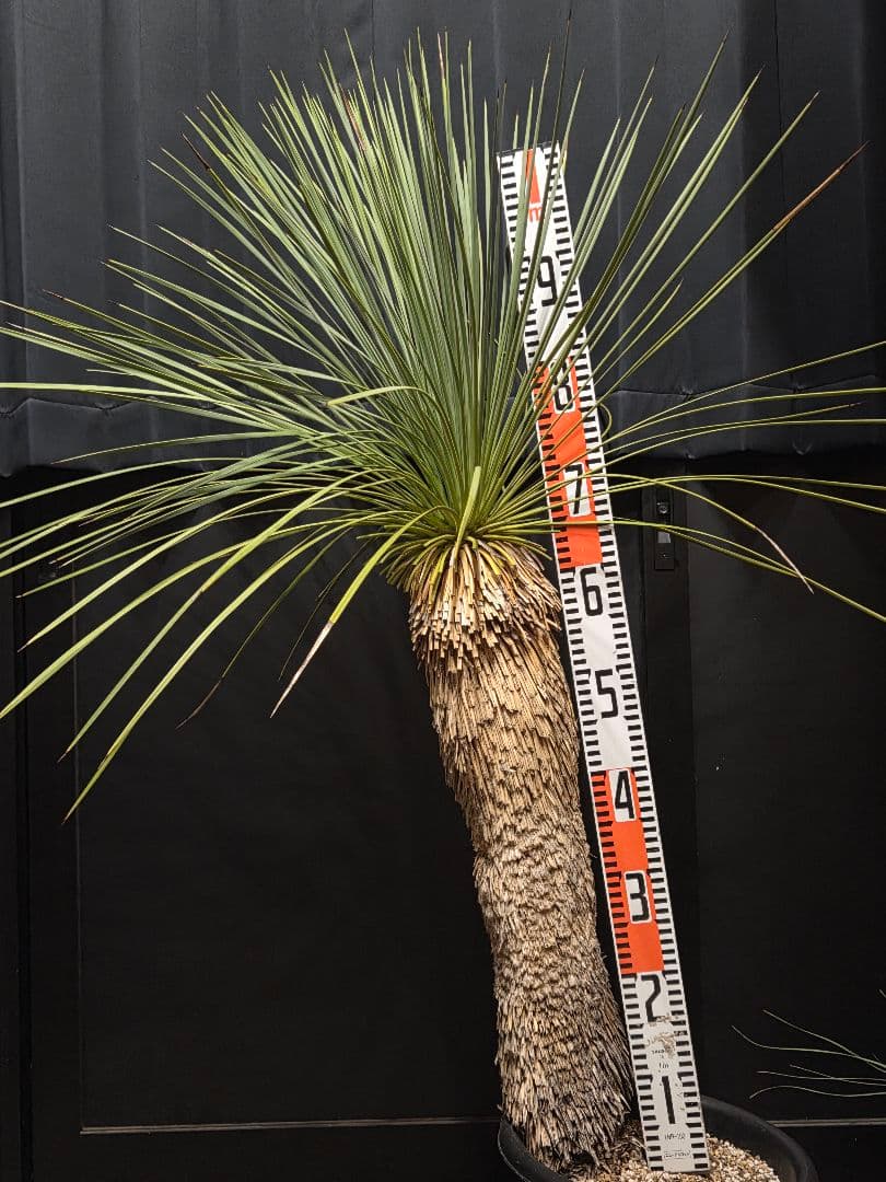 専用出品 セットリピ割 ユッカ リネアリフォリア (せ)