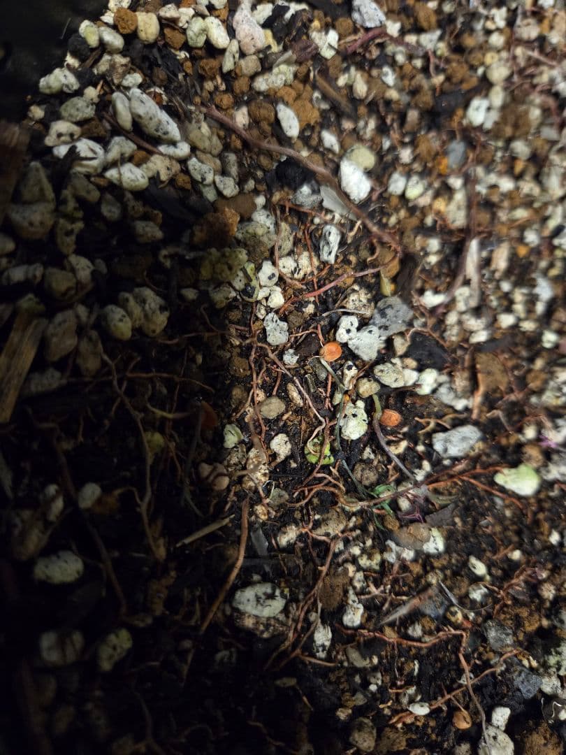 専用出品 セットリピ割 ユッカ リネアリフォリア (せ)