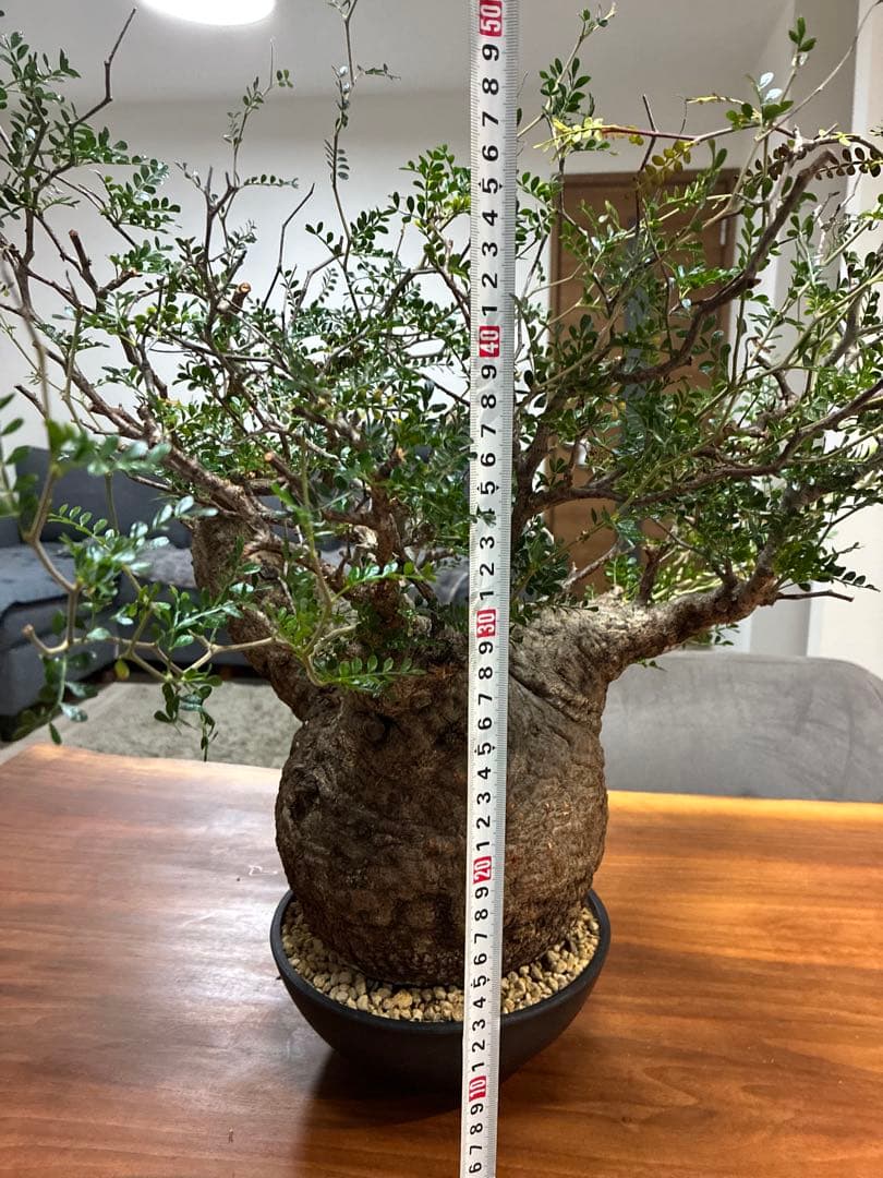 オペルクリカリア パキプス　発根済み　まん丸スペシャル株