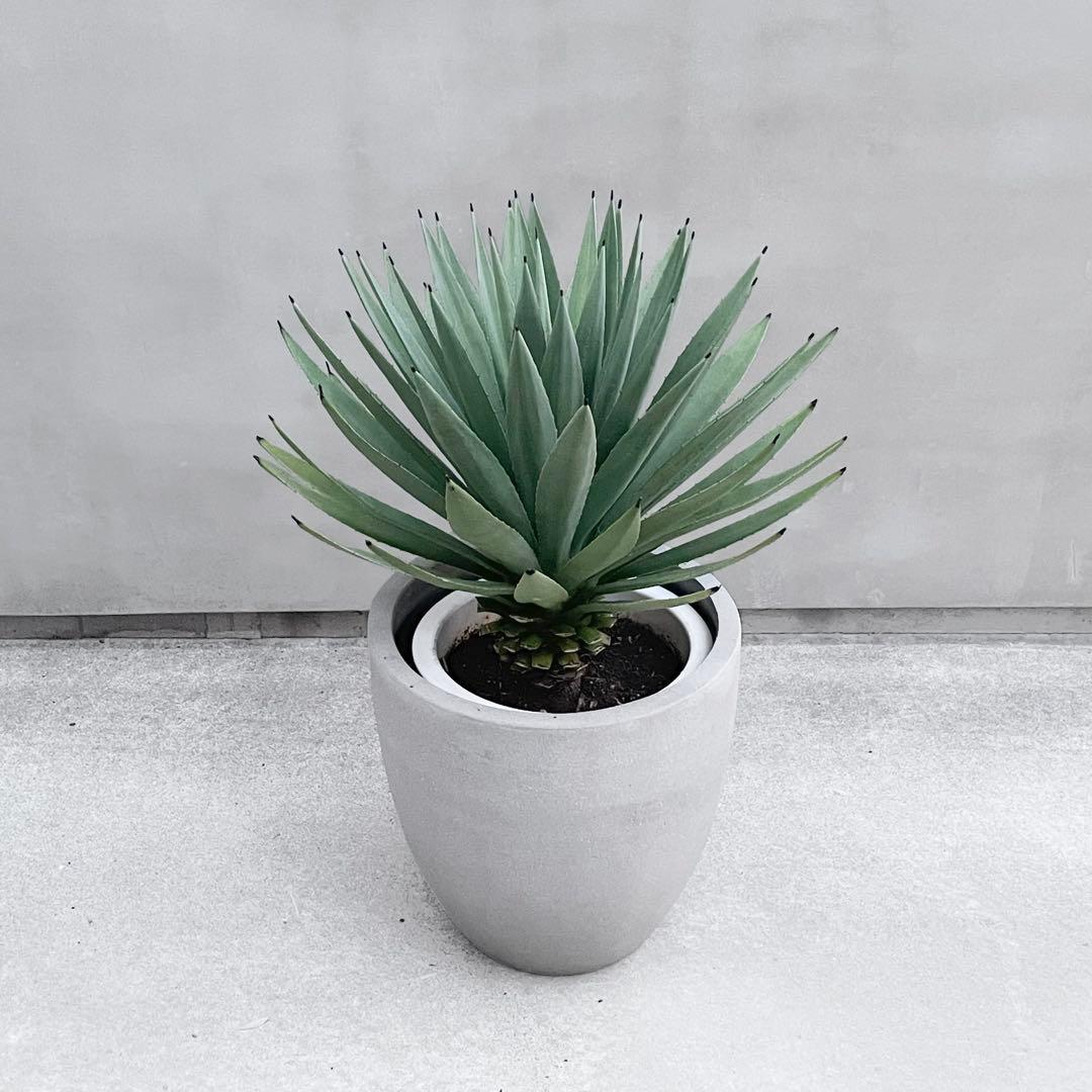 アガベ マルギナータ 10号