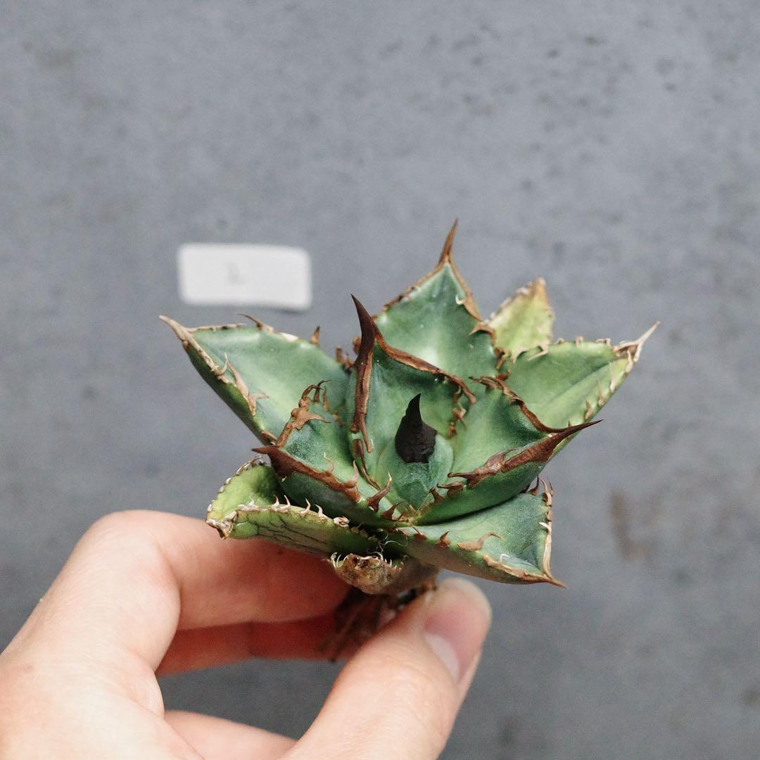 アガベ　チタノタ　オテロイ　緑犀牛　強刺　極上株　2