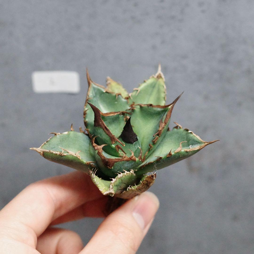 アガベ　チタノタ　オテロイ　緑犀牛　強刺　極上株　2