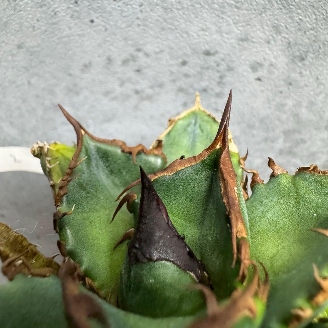 アガベ　チタノタ　オテロイ　緑犀牛　強刺　極上株　2