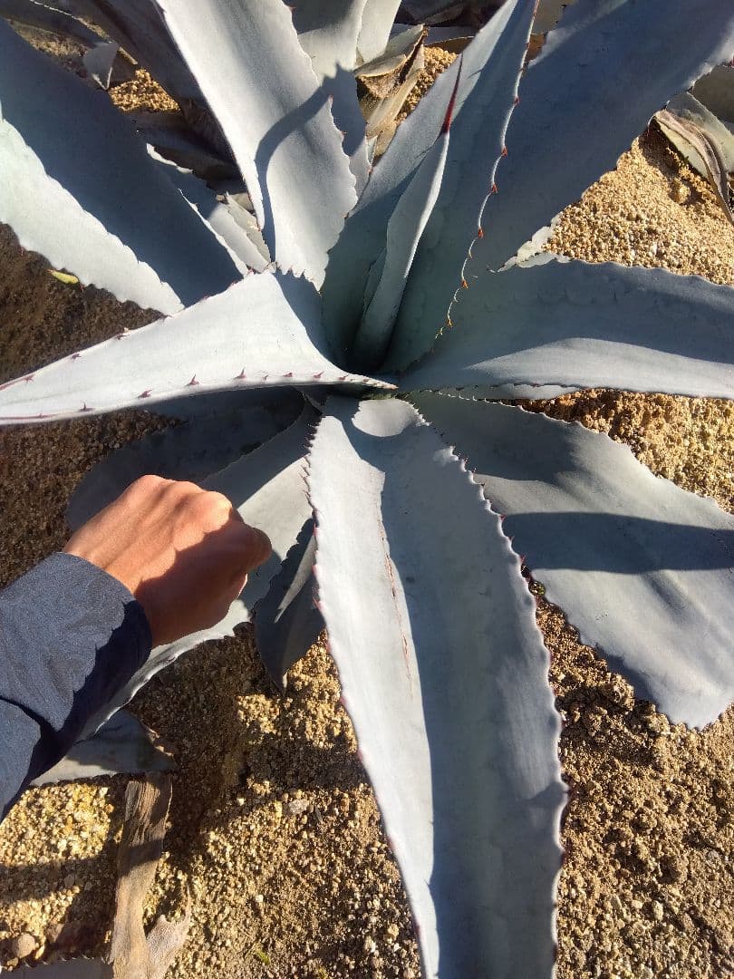 アガベ　フランゾシニー　大株カキコ❗