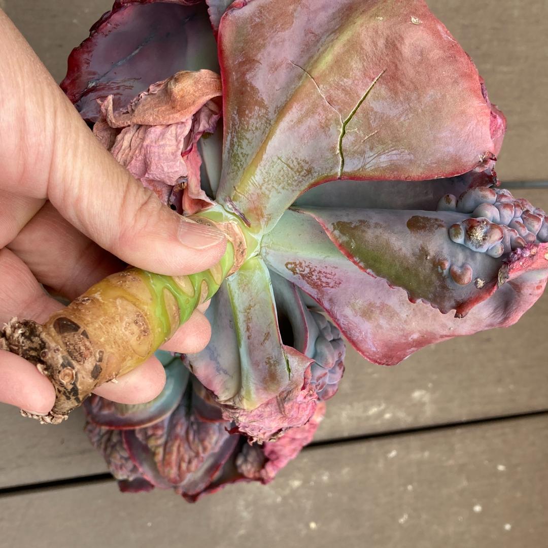 エケベリア　韓国苗　超特大　パープルスプリングドリーム　多肉植物　ポコ多肉