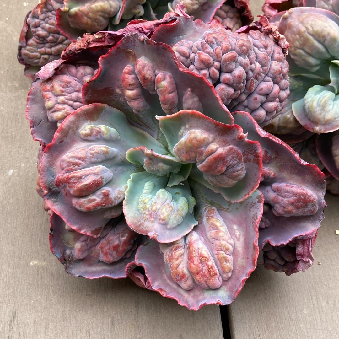 エケベリア　韓国苗　超特大　パープルスプリングドリーム　多肉植物　ポコ多肉