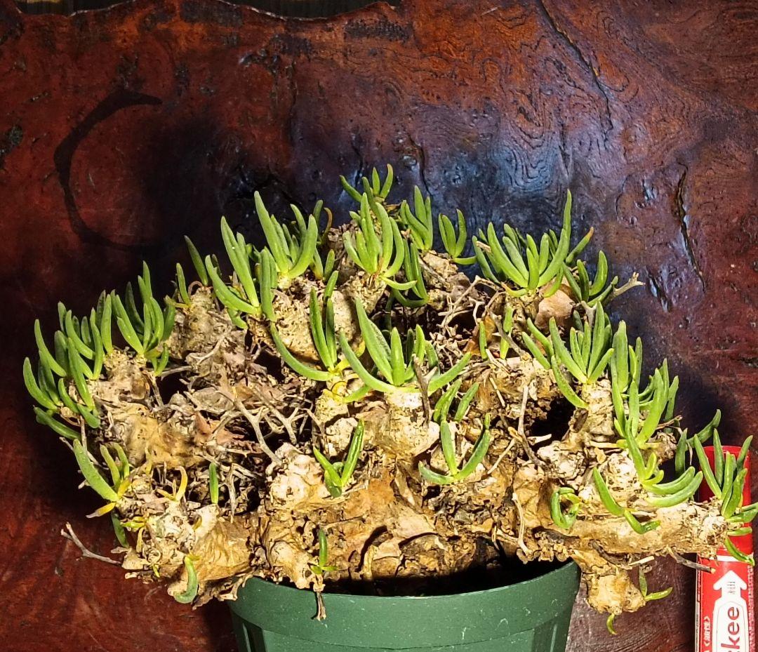 特大サイズ！　チレコドン　レティキュラーツス　万物想