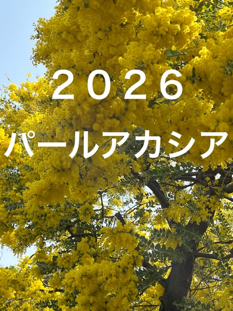 パールアカシア ミモザ 真珠葉 フレッシュ 切花