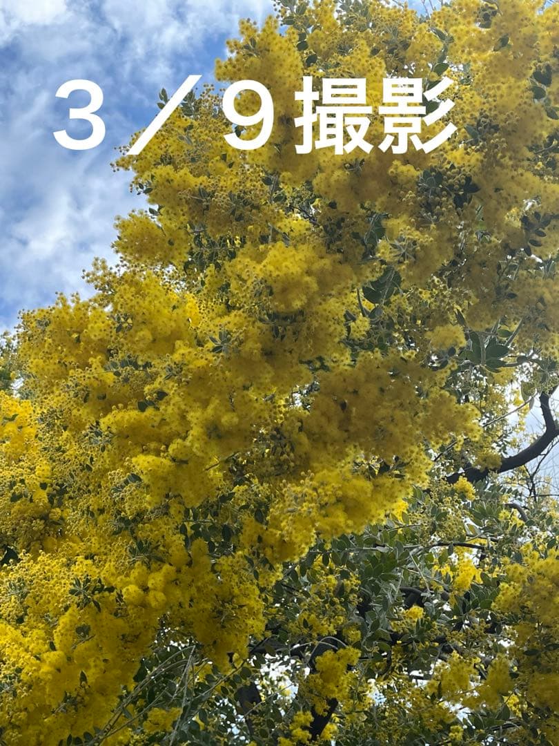 パールアカシア ミモザ 真珠葉 フレッシュ 切花