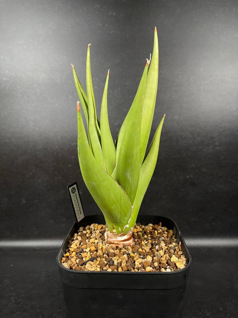 EMP サンセベリア チャニン / 親株 SA65